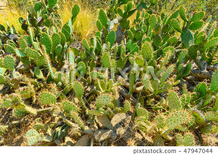 Wild cactus in natural habitat conditions. Wild cactus in natural habitat conditions. 47947044