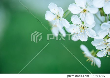 Cherry flowers frame Cherry flowers frame 47947072