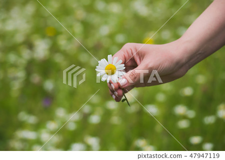 female hand holding one fresh daisy flower female hand holding one fresh daisy flower 47947119