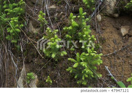 Green spring plants growing in countryside 47947121