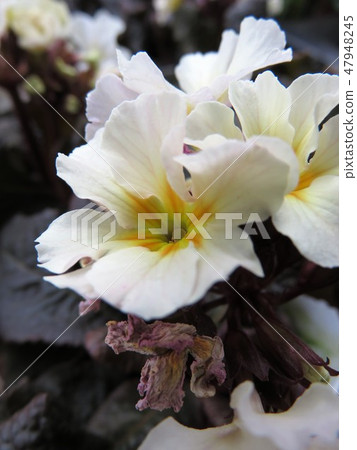 Primula Jessica 47948245