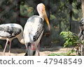 Indian Gujarat State Jouganar Zuckerburg Zoo's stork eyes 47948549
