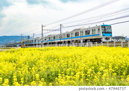 [Rape field Odakyu Line 4000 type] 47948737
