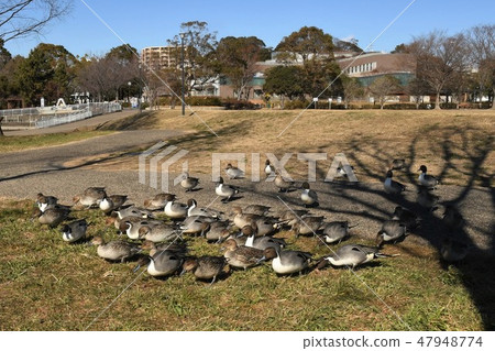 A group of ducks in the park A group of ducks in the park 47948774
