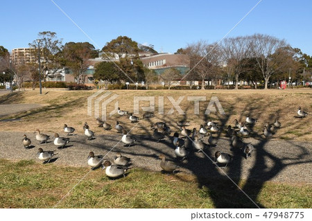 A group of ducks in the park A group of ducks in the park 47948775