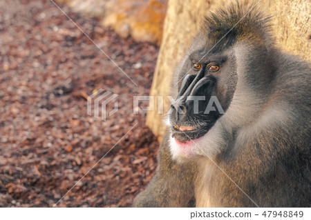 The drill (Mandrillus leucophaeus) is a primate. 47948849