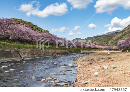 [河津櫻河津町] 47948867