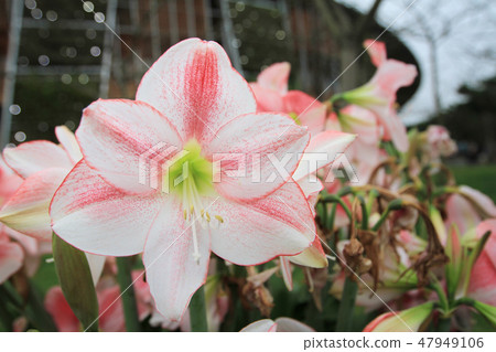 Taipei International Flora Exposition 2011 47949106