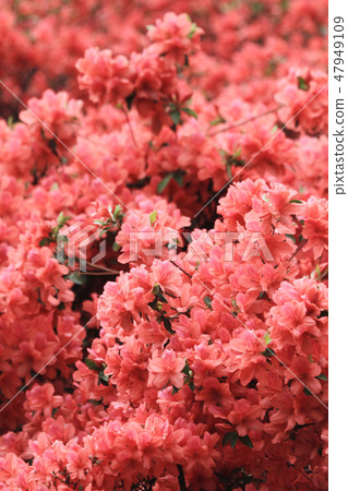 Beautiful pink rhododendron Government House, Beautiful pink rhododendron Government House, 47949109