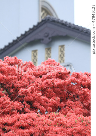 Beautiful pink rhododendron Government House, Beautiful pink rhododendron Government House, 47949125