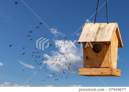 Wooden small birdhouse and birds in flight 47949677