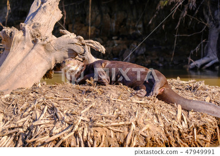 Giant Otter or Giant River Otter, Pteronura Brasiliensis, Cuiaba River, near Porto Jofre, Pantanal Giant Otter or Giant River Otter, Pteronura Brasiliensis, Cuiaba River, near Porto Jofre, Pantanal 47949991