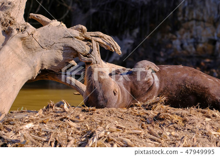 Giant Otter or Giant River Otter, Pteronura Brasiliensis, Cuiaba River, near Porto Jofre, Pantanal 47949995