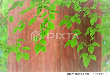 Akita Sugi Huge tree Akita Sugi Huge tree 47949996