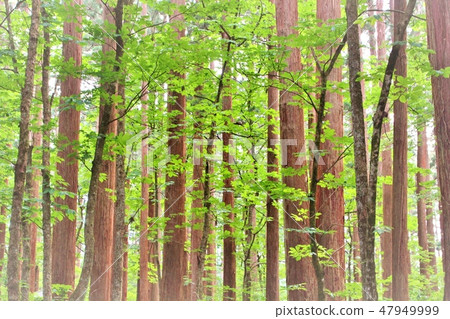 秋田雪松Creepland 47949999