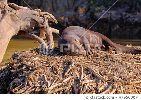 Giant Otter or Giant River Otter, Pteronura Brasiliensis, Cuiaba River, near Porto Jofre, Pantanal Giant Otter or Giant River Otter, Pteronura Brasiliensis, Cuiaba River, near Porto Jofre, Pantanal 47950007