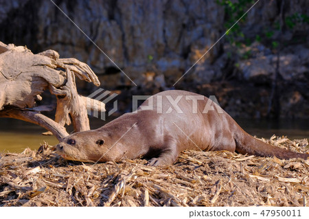 Giant Otter or Giant River Otter, Pteronura Brasiliensis, Cuiaba River, near Porto Jofre, Pantanal Giant Otter or Giant River Otter, Pteronura Brasiliensis, Cuiaba River, near Porto Jofre, Pantanal 47950011