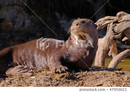 Giant Otter or Giant River Otter, Pteronura Brasiliensis, Cuiaba River, near Porto Jofre, Pantanal Giant Otter or Giant River Otter, Pteronura Brasiliensis, Cuiaba River, near Porto Jofre, Pantanal 47950021