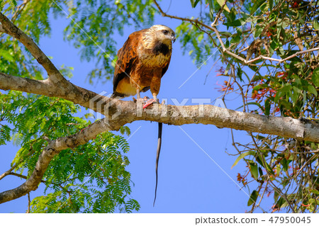 Black-collared Hawk, Busarellus Nigricollis, perched on a tree and eating a snake, Pantanal, Porto 47950045