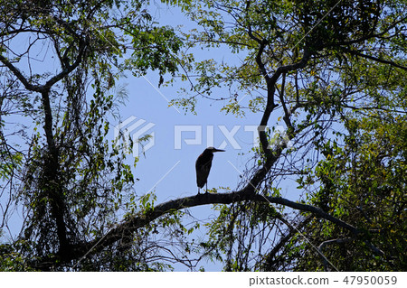Silhouette of Rufescent Tiger Heron, Tigrisoma Lineatum, in the trees above Cuiaba river, Porto Silhouette of Rufescent Tiger Heron, Tigrisoma Lineatum, in the trees above Cuiaba river, Porto 47950059
