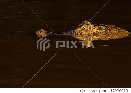 Close up of Yacare Caiman, Caiman Crocodilus Yacare Jacare, swimming in the Cuiaba river, Pantanal 47950073