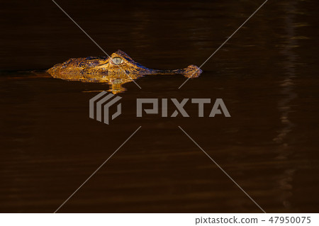 Close up of Yacare Caiman, Caiman Crocodilus Yacare Jacare, swimming in the Cuiaba river, Pantanal 47950075