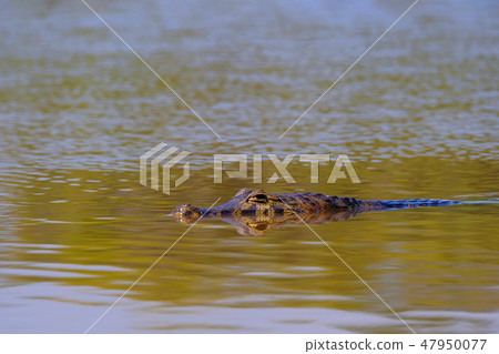 Close up of Yacare Caiman, Caiman Crocodilus Yacare Jacare, swimming in the Cuiaba river, Pantanal Close up of Yacare Caiman, Caiman Crocodilus Yacare Jacare, swimming in the Cuiaba river, Pantanal 47950077