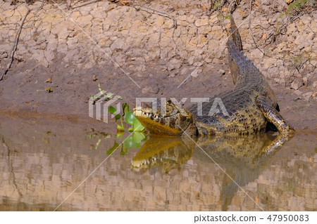 Yacare Caiman, Caiman Crocodilus Yacare Jacare, Cuiaba river, Pantanal, Porto Jofre, Mato Grosso 47950083