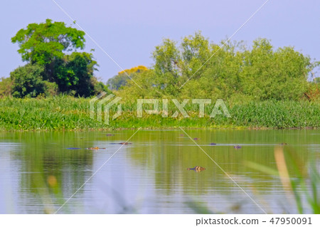 Densely forested shores of the Cuiaba river in the brazilian Pantanal, Porto Jofre, Mato Grosso Do 47950091