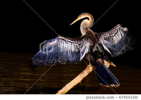 Anhinga, Anhinga Anhinga, also called Snakebird or Darter, Cuiaba River, Pantanal, Mato Grosso do 47950100