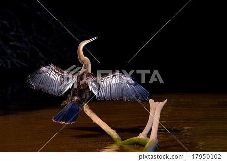 Anhinga, Anhinga Anhinga, also called Snakebird or Darter, Cuiaba River, Pantanal, Mato Grosso do 47950102