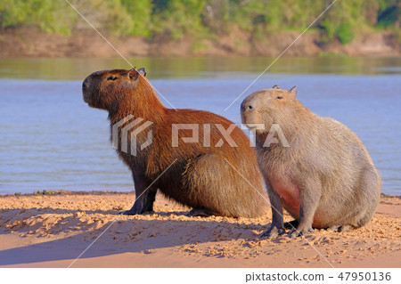 Capybara family, Hydrochoerus Hydrochaeris, also called chiguire, chiguiro and carpincho, Cuiaba Capybara family, Hydrochoerus Hydrochaeris, also called chiguire, chiguiro and carpincho, Cuiaba 47950136