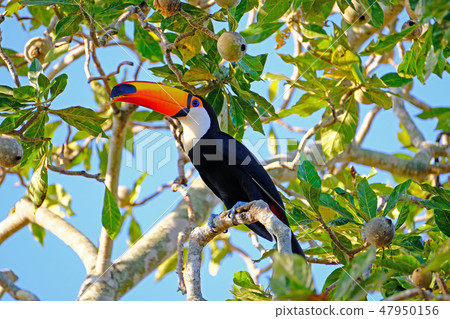 Toco Toucan, Ramphastos Toco, also known as the Common Toucan, Giant Toucan, Pantanal, Porto Jofre 47950156