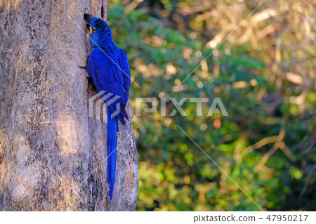 Hyacinth Macaw, Anodorhynchus Hyacinthinus, or Hyacinthine Macaw, Pantanal, Mato Grosso do Sul 47950217