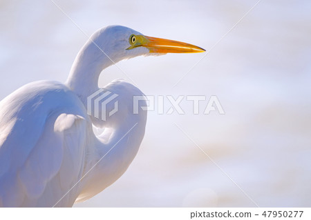 Beatiful portrait close up of Great egret, Egretta Alba, in the Pantanal, Porto Jofre, Mato Grosso 47950277