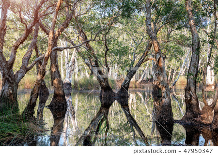 Wetland trees and plants in botanical park. Wetland trees and plants in botanical park. 47950347