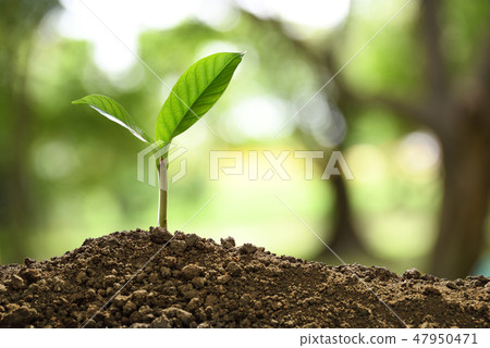 Green sprout growing out from soil on nature 47950471