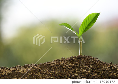 Green sprout growing out from soil on nature 47950472