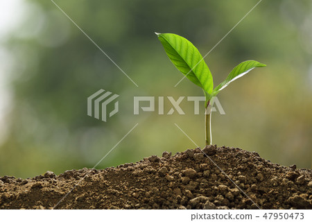 Green sprout growing out from soil on nature 47950473