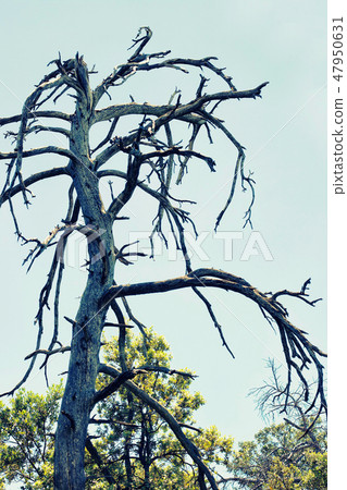 big Dead tree branch against blue sky 47950631