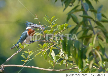 Male Amazon Kingfisher, Chloroceryle Amazona, sits on the branch with a fish in its beak, Porto Male Amazon Kingfisher, Chloroceryle Amazona, sits on the branch with a fish in its beak, Porto 47950711