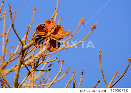 Fruit and branches of the Sterculia Apetala, Panama Tree, Manduvi Tree, Porto Jofre, Pantanal 47950718