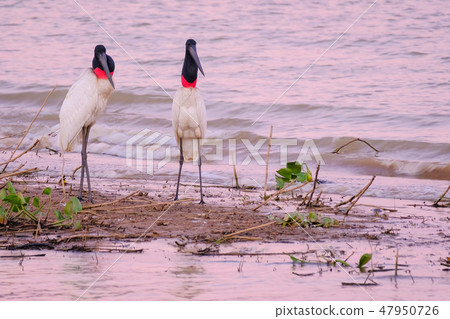 Couple of Jabiru Storks, Jabiru Mycteria, Cuiaba River, Porto Jofre, Pantanal Matogrossense, Mato Couple of Jabiru Storks, Jabiru Mycteria, Cuiaba River, Porto Jofre, Pantanal Matogrossense, Mato 47950726