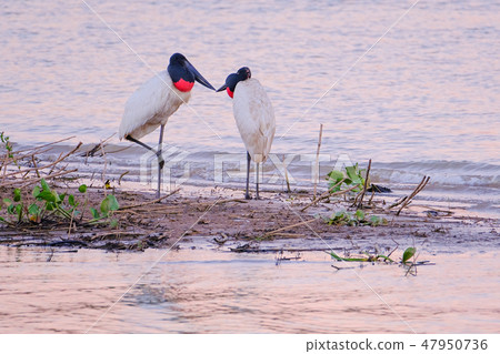 Couple of Jabiru Storks, Jabiru Mycteria, Cuiaba River, Porto Jofre, Pantanal Matogrossense, Mato Couple of Jabiru Storks, Jabiru Mycteria, Cuiaba River, Porto Jofre, Pantanal Matogrossense, Mato 47950736