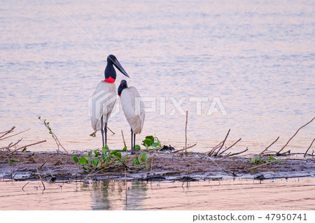 Couple of Jabiru Storks, Jabiru Mycteria, Cuiaba River, Porto Jofre, Pantanal Matogrossense, Mato Couple of Jabiru Storks, Jabiru Mycteria, Cuiaba River, Porto Jofre, Pantanal Matogrossense, Mato 47950741