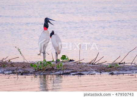 Couple of Jabiru Storks, Jabiru Mycteria, Cuiaba River, Porto Jofre, Pantanal Matogrossense, Mato Couple of Jabiru Storks, Jabiru Mycteria, Cuiaba River, Porto Jofre, Pantanal Matogrossense, Mato 47950743