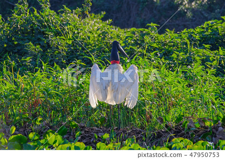 Jabiru Stork, Jabiru Mycteria, Cuiaba River, Porto Jofre, Pantanal Matogrossense, Mato Grosso do Sul 47950753