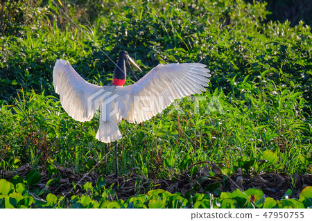 Jabiru Stork, Jabiru Mycteria, Cuiaba River, Porto Jofre, Pantanal Matogrossense, Mato Grosso do Sul 47950755