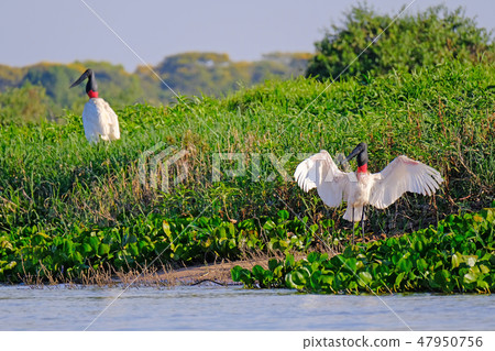 Jabiru Storks, Jabiru Mycteria, Cuiaba River, Porto Jofre, Pantanal Matogrossense, Mato Grosso do Jabiru Storks, Jabiru Mycteria, Cuiaba River, Porto Jofre, Pantanal Matogrossense, Mato Grosso do 47950756