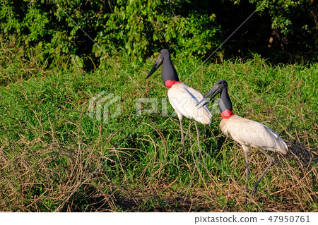 Jabiru Storks, Jabiru Mycteria, Cuiaba River, Porto Jofre, Pantanal Matogrossense, Mato Grosso do Jabiru Storks, Jabiru Mycteria, Cuiaba River, Porto Jofre, Pantanal Matogrossense, Mato Grosso do 47950761